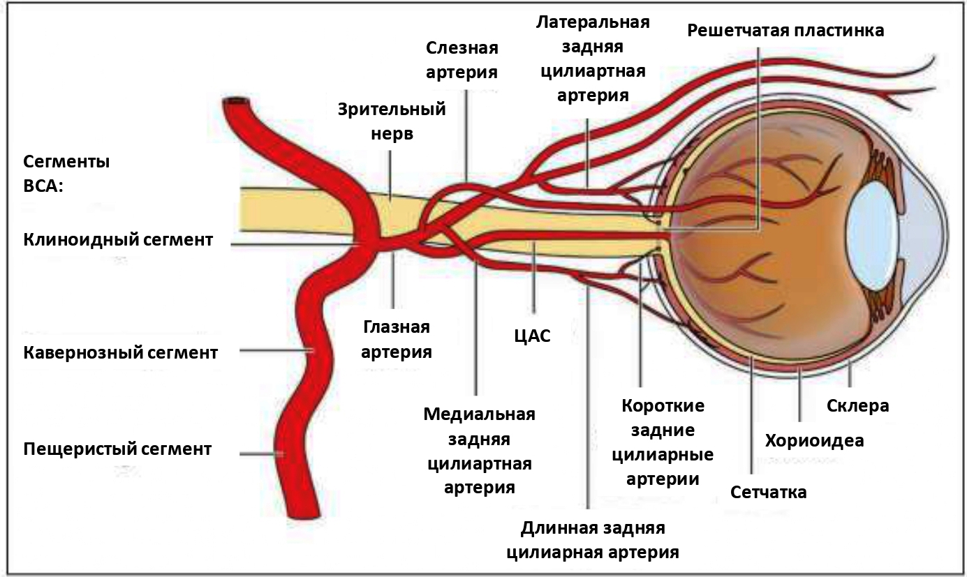 Зрительные нервы глазного яблока. Кровоснабжение глазного яблока анатомия. Сетчатка строение кровоснабжение. Кровоснабжение глазного яблока схема. Центральная артерия сетчатки кровоснабжение.