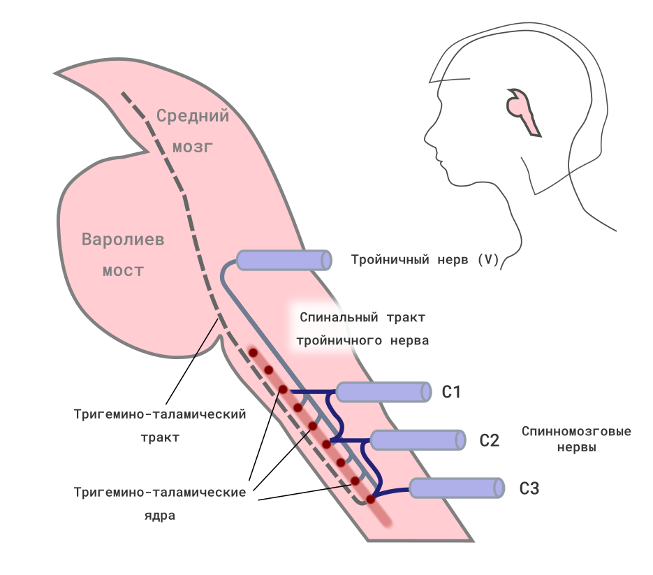 Рисунок 1. Механизм распространения боли из шейного отдела позвоночника в голову